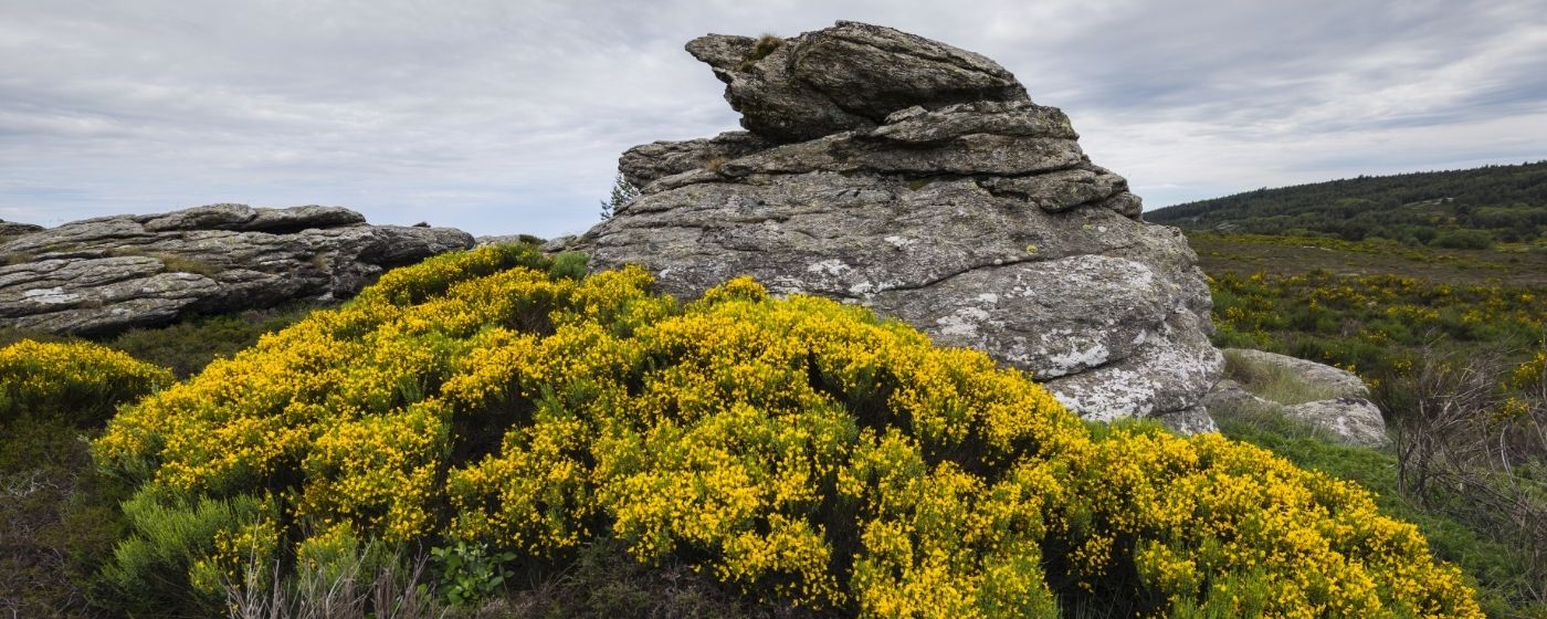 La ginestra tra città, natura e crisi climatica